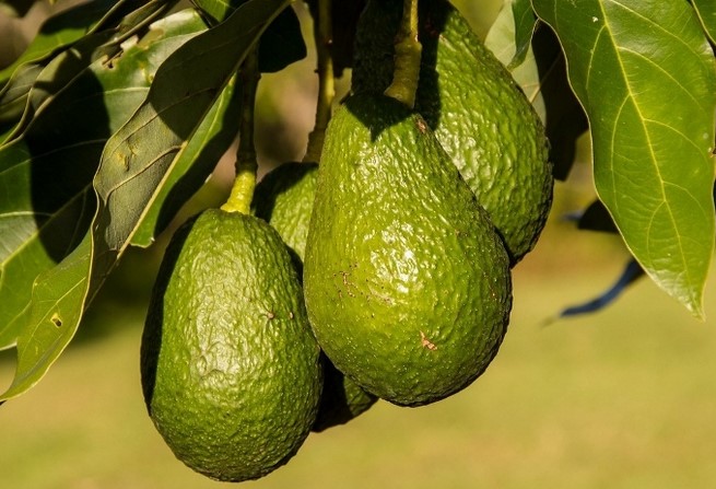 Aguacates Cereto: de Málaga a la mesa